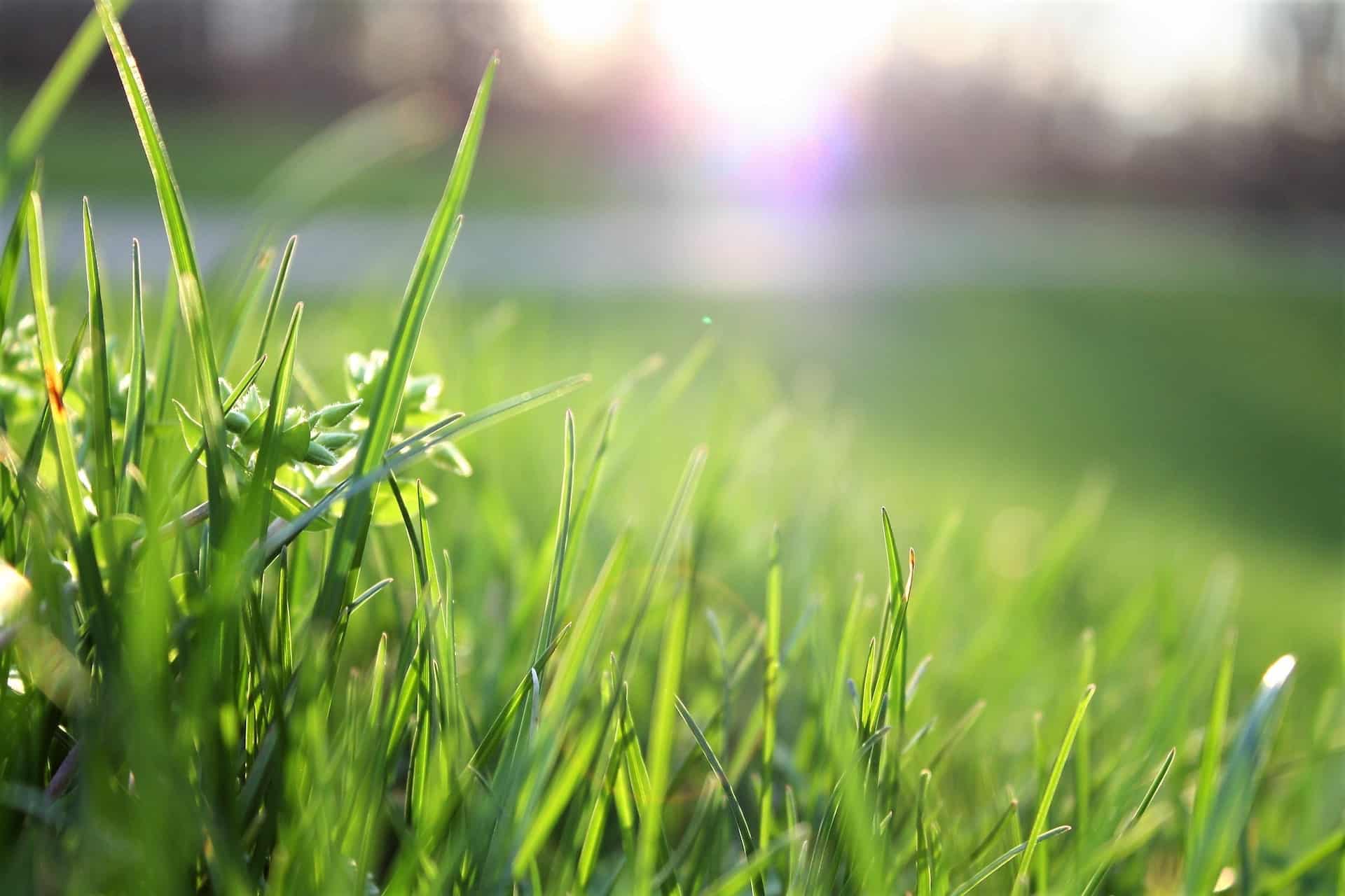 Grönt gräs med sol i bakgrunden